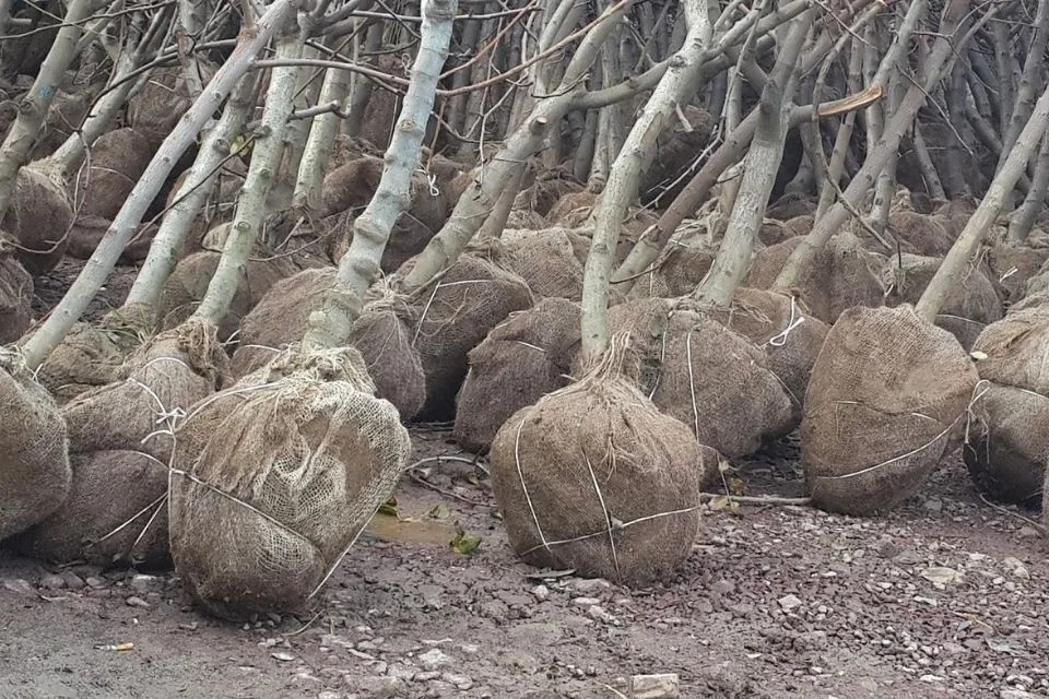 Rootball Örtüsü Öne Çıkan Görsel